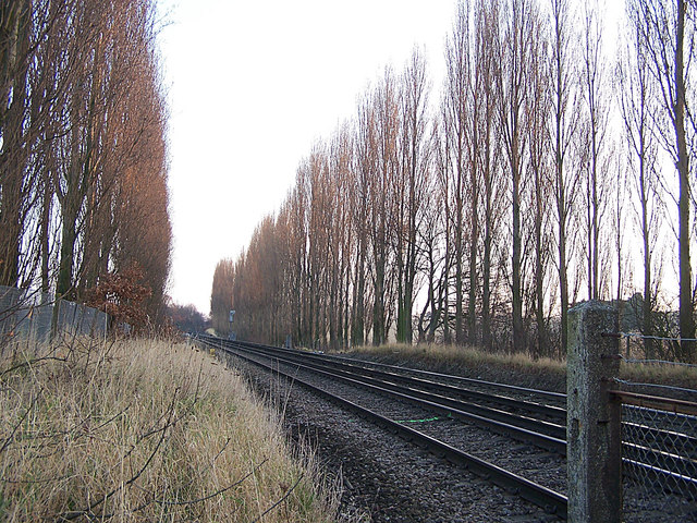 Poplar trees beside railway line