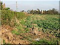 Field boundary on Church Lane, Ripple