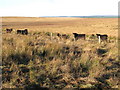NY6968 : Cattle grazing below Inner Dodd by Mike Quinn
