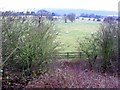 Sheep grazing in Otford