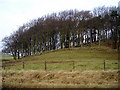 Wooded Hill Near Eaglesham