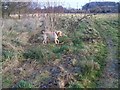 Permissive path beside the River Nadder