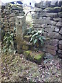 Stile surrounded by Foxgloves