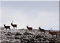 NN6672 : Red deer on Meall a' Bhathaich by sylvia duckworth