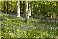 Bluebells at Fairnilee