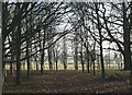 2007 : Wood near Spinney Farm