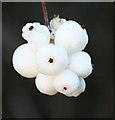 NJ3459 : Snowberry (Symphoricarpos albus) by Anne Burgess