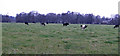 Dairy pasture by the River Arrow