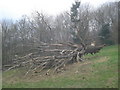 Fallen tree in Hope End Park