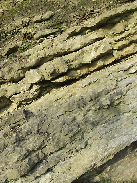 Silurian  Limestone (detail), Dudley, Worcestershire