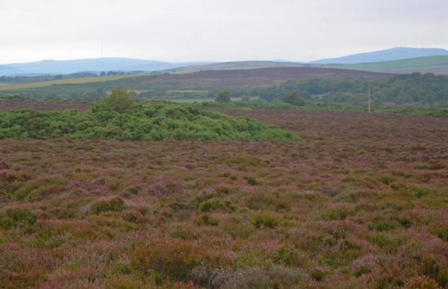 Looking south over the heather of Kempstone Hill