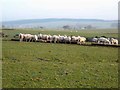 Sheep feeding near Palmer Hill