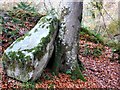 Rock and tree in Ness Woods