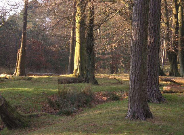 Granby Wood