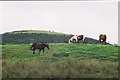 NY0314 : Horses in a field, High Marebeck by Peter S