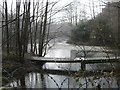 Owlbeech wood pond