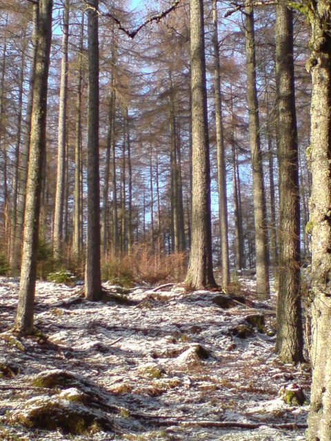 Larches above Dunkeld