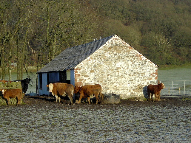 Cattle at Knockshinnoch