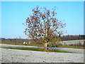 Tree in a Field Near Barnsoul