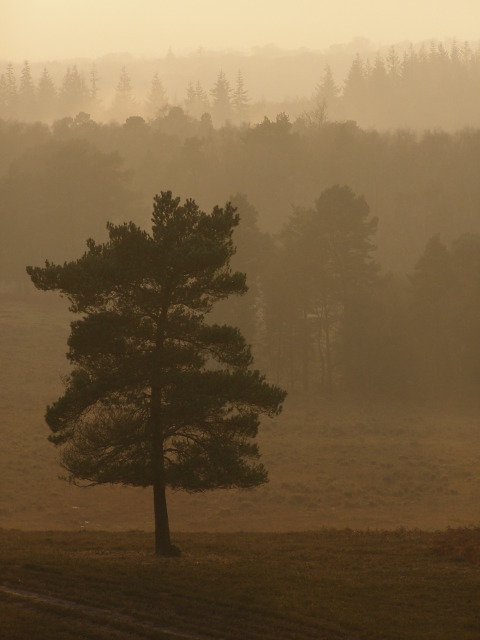 Scots pine on the heath, Acres Down, New Forest