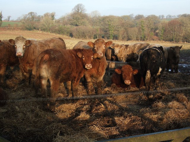 Cattle near Coombshead