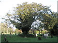 Lovely old tree in St Andrew