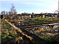 Hoole Allotments, Chester