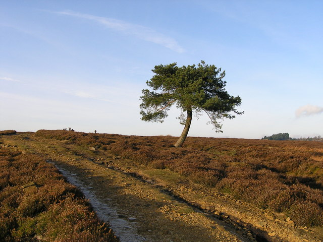 Isolated pine tree on Witton Fell
