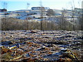 Barnsoul Wood After Some Felling