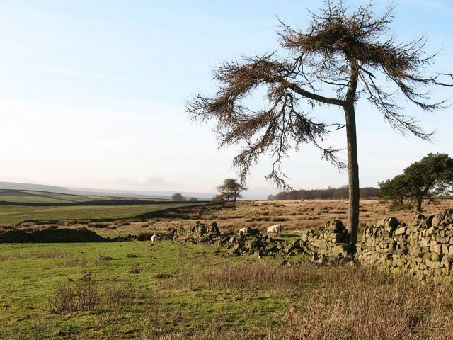 The edge of the moor