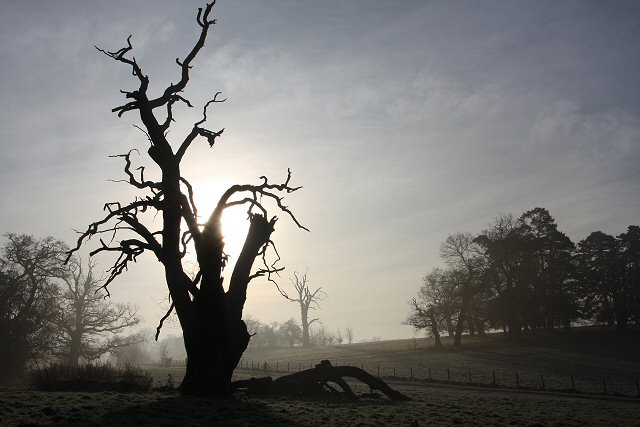 Silhouetted tree in Ickworth Park