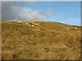 NU0113 : Grazing sheep by Walter Baxter