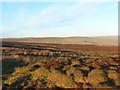 NY6638 : Moorland on Melmerby Fell by Andrew Smith