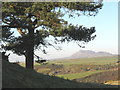 A conifer tree on the Pen-y-gaer ridge