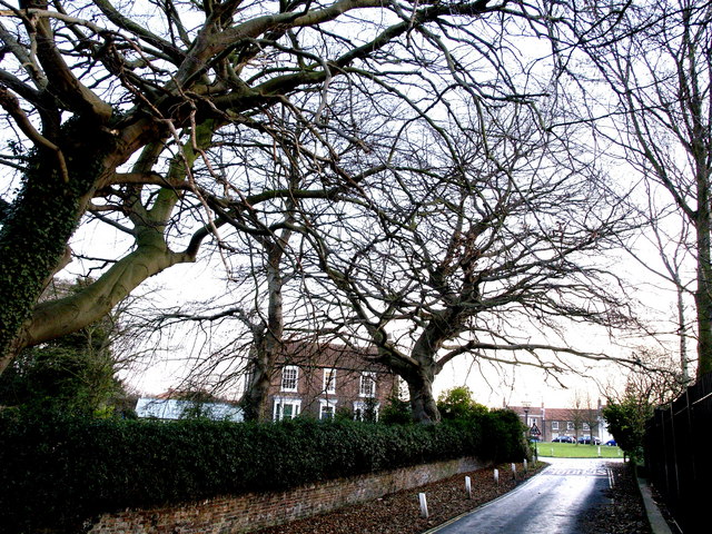 Trees and House at the start of Ivy Lane
