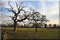 Trees at South Wood