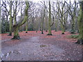 Hearsall Common, wet underfoot