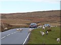 Motorists and Sheep, Rhymney and Bedwellty Common