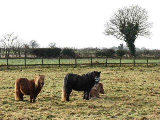 Ponies in a field