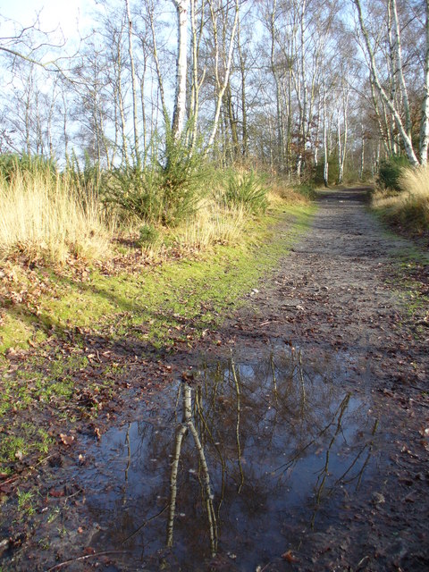 Whitmoor Common Track