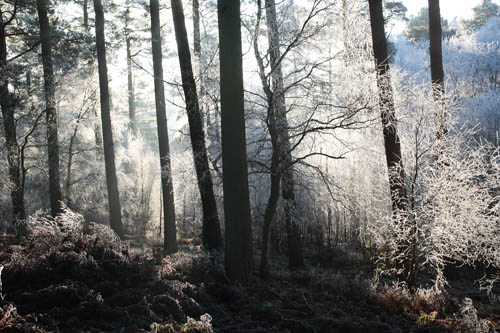 Fans Loanend Wood in winter