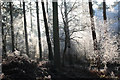 NT6039 : Fans Loanend Wood in winter by John Haddington