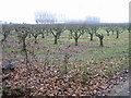 Orchard at Little Barton Farm