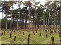 Pine Forest at Shorrock