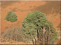 NT1433 : Scots Pines by Callum Black