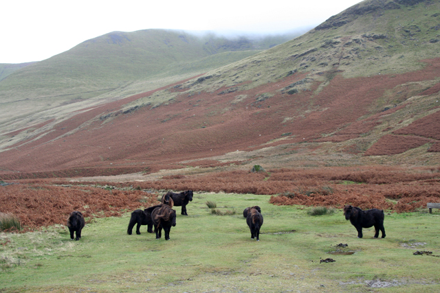 A herd of ponies near Roundhouse