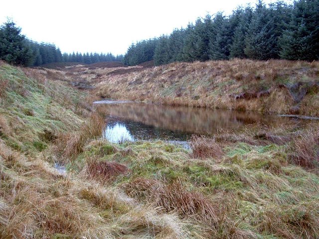 Pond in Forest Area