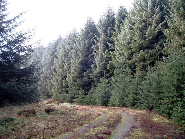 Forest Road on Rashie Hill