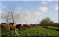 Walk beneath the pylons to Power Park