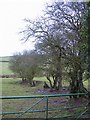 SO0934 : Pasture with old hedge by Graham Cole